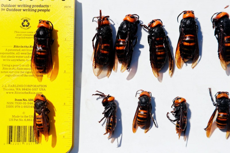 Inside the Sprint to Map the Murder Hornet Genome | WIRED